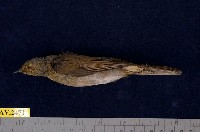 藏品(黃腹琉璃)的圖片